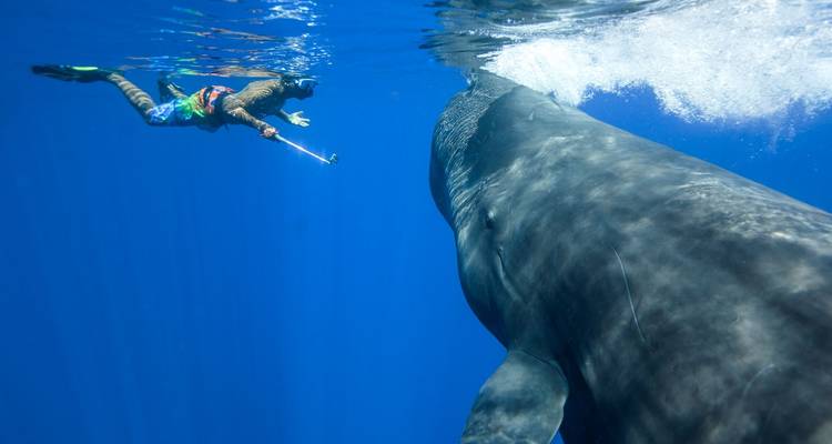 Snorkelaar die een walvis onder water observeert.