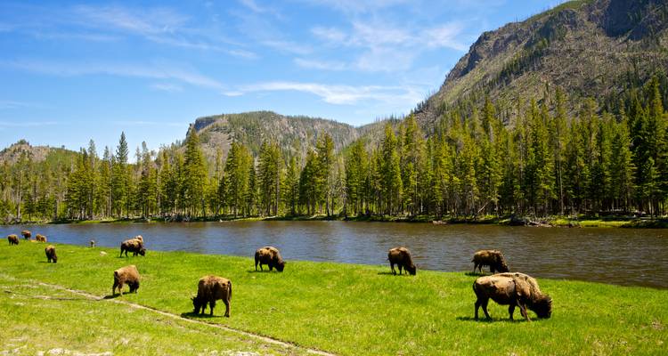 Buffalo grazing by a river with a mountainous backdrop.