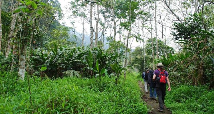 Wanderer, die durch dichten Wald mit üppigem Grün gehen.