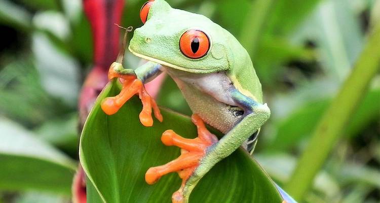 Leuchtend roter Laubfrosch mit roten Augen, der an einem glänzenden grünen Blatt im tropischen Regenwald haftet.