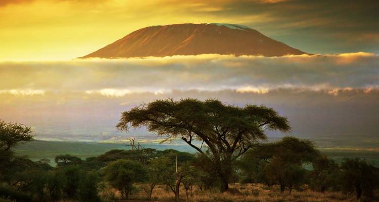El Monte Kilimanjaro elevándose sobre un manto de nubes a la hora dorada con un árbol de acacia en primer plano.