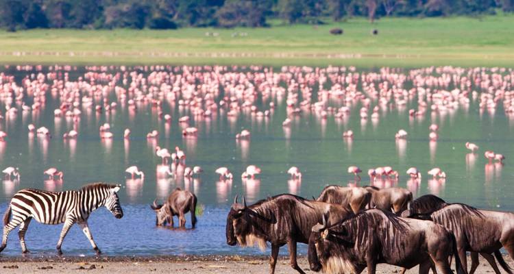 Zebras und Gnus versammelten sich an einem See voller Flamingos.
