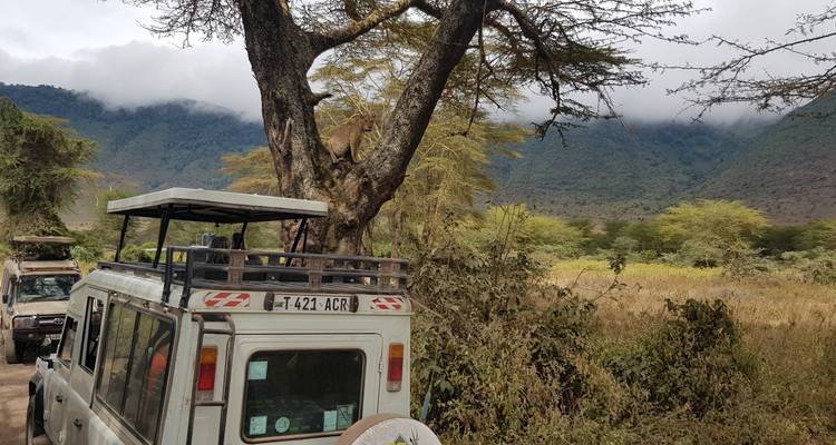 Safari-Fahrzeuge in der Nähe eines Baumes mit einer entfernten Landschaft.