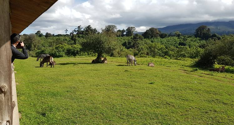 Zebras und andere Wildtiere, gesehen von einer Safari-Lodge.