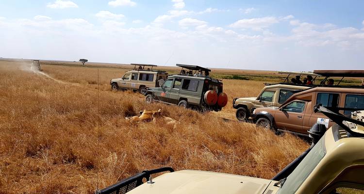 Safari-Fahrzeuge in einer trockenen Savanne mit Löwen in der Nähe.