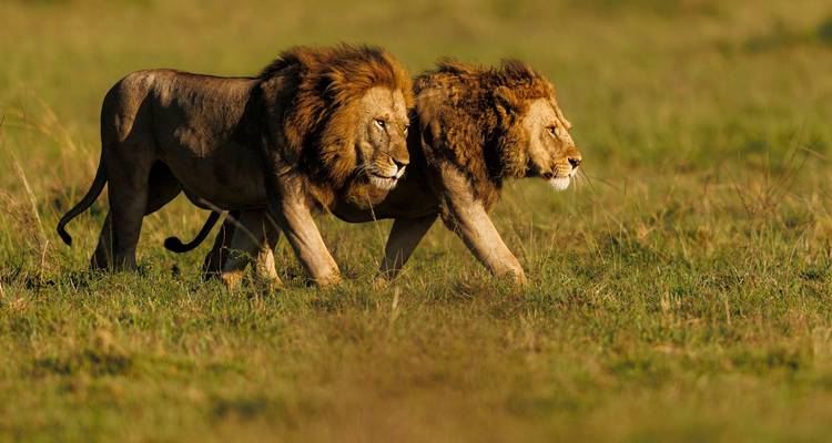 Two male lions stride side by side across golden savanna grass in warm light.