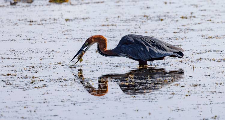 A heron stands in shallow water capturing a fish, perfectly mirrored in the still surface.