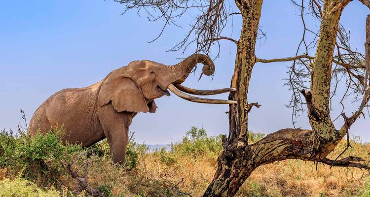 An African elephant stretches its trunk and tusks up a tree to strip branches against a clear blue sky.