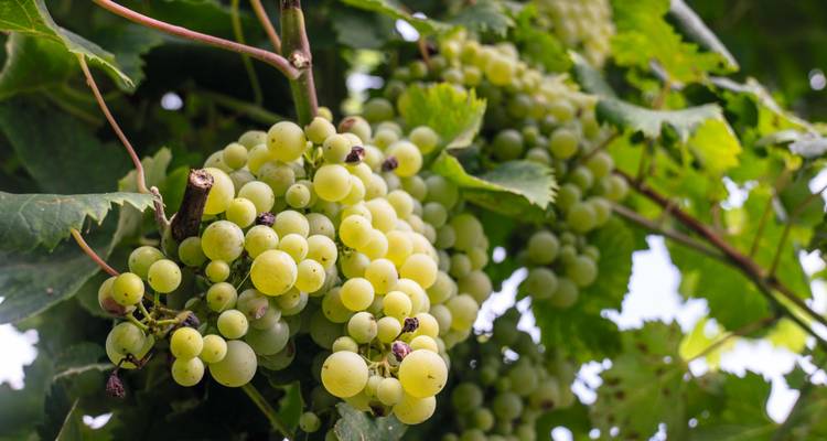 Gros plan de raisins verts suspendus à une vigne dans la campagne toscane.