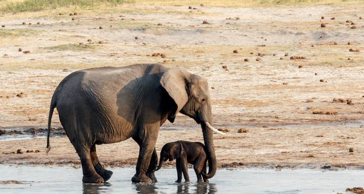 Mère éléphant and son petit près d'un point d'eau.