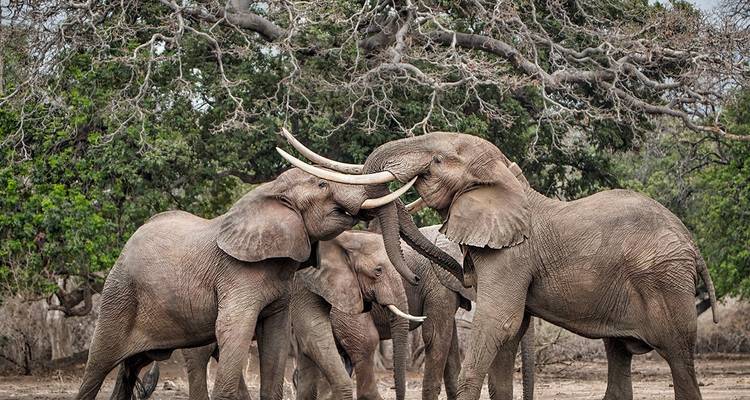 Groupe d'éléphants interagissant dans une zone boisée.