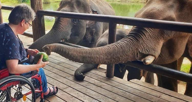Person feeding two elephants.