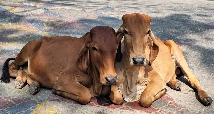 Zwei Kühe ruhen auf gepflastertem Boden.