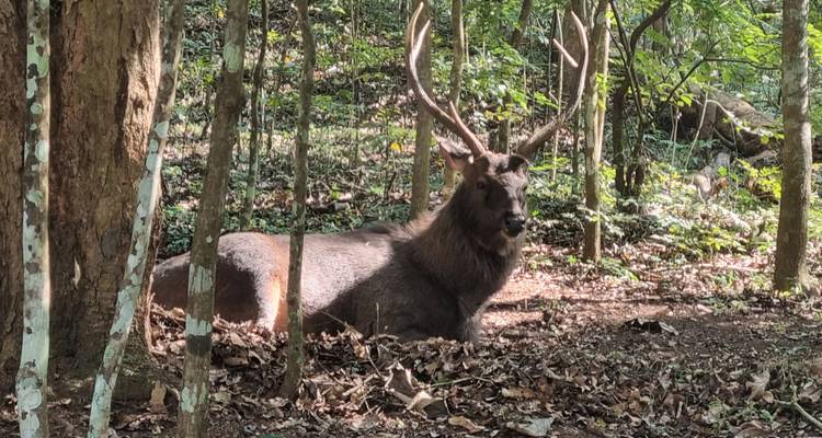 Ein Hirsch mit großen Geweihen, der in einem Wald liegt.
