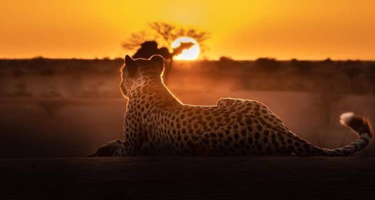 Geparden-Silhouette vor einem Sonnenuntergang-Hintergrund