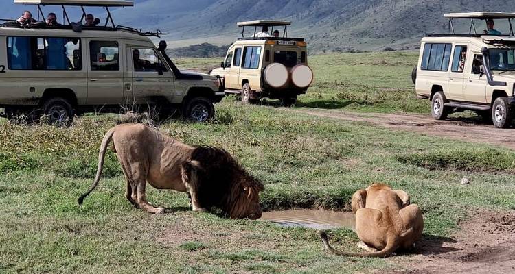 Löwen, die aus einer Pfütze trinken, umgeben von Safari-Fahrzeugen