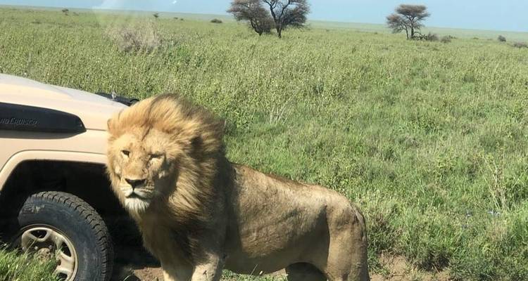 Löwe, der in der Nähe eines Safari-Fahrzeugs steht