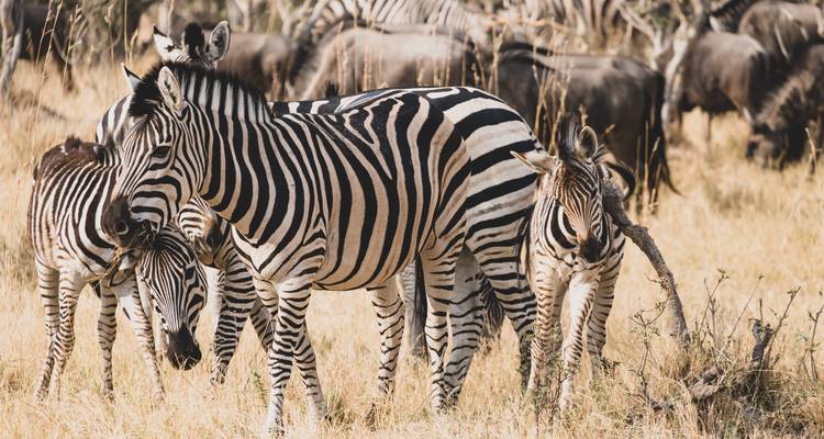 Zebrafamilie wachsam stehend in trockenem Grasland mit einer Gnus-Herde im Hintergrund