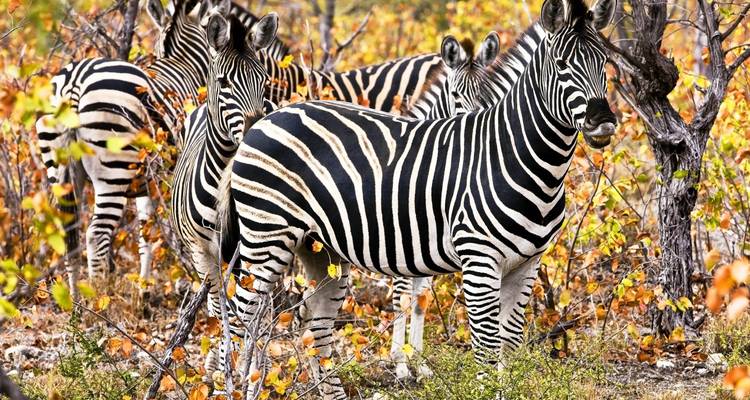 Cebras en un bosque colorido y otoñal.