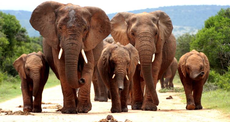 Una manada de elefantes caminando por un sendero de tierra.