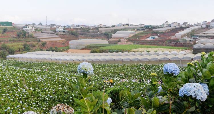 Green fields with blooming flowers and greenhouses
