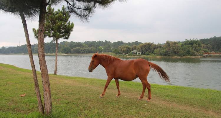 Brown horse grazing by a river