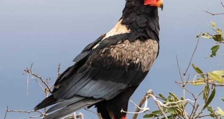 Gaukler sitzt auf einem Ast.
Note: "Gaukler" is the German name for the Bateleur eagle (Terathopius ecaudatus). A more descriptive translation would be: "Gaukler-Adler sitzt auf einem Ast" or "Ein Gaukler sitzt auf einem Baumast."