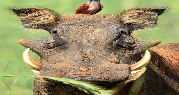 Nahaufnahme eines Warzenschweins mit einem Vogel auf dem Kopf.