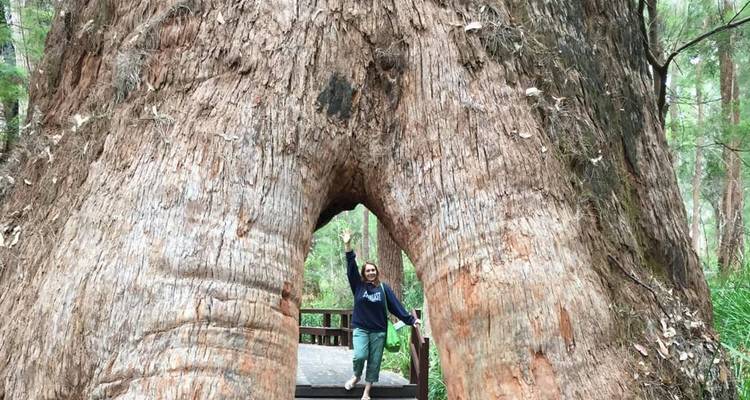 Reiziger poseert triomfantelijk onder de enorme boogvormige stam van een gigantische karriboom.