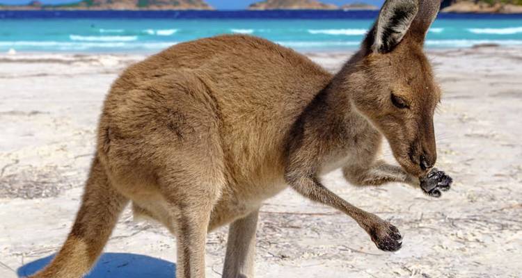 Ein Känguru schnüffelt an seiner Pfote, während es auf hellem Sand mit türkisfarbenem Wasser und Inseln im Hintergrund steht.