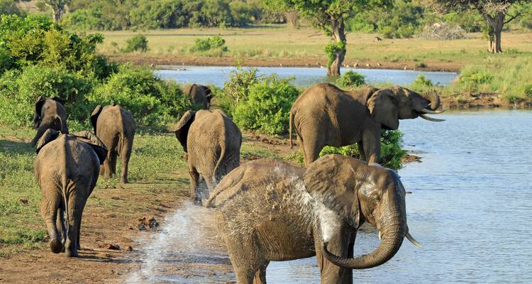 Une famille d'éléphants près d'un point d'eau dans un paysage luxuriant.