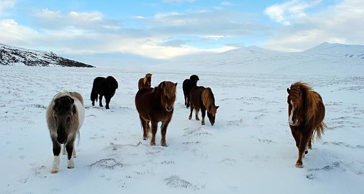 Icelandic horses grazing on snowy terrain.