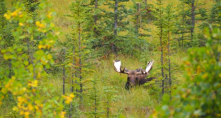 Moose partially hidden among trees.