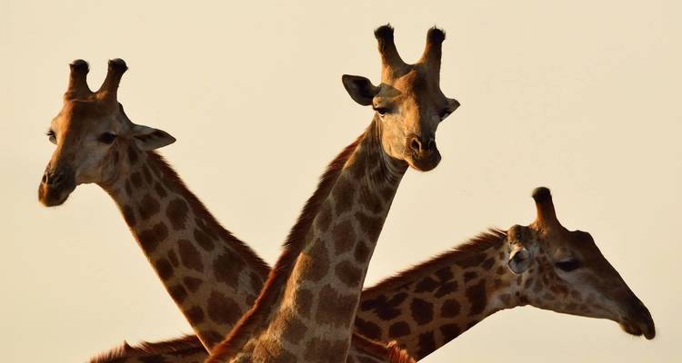 Drei Giraffen stehen zusammen vor einem klaren Himmel.