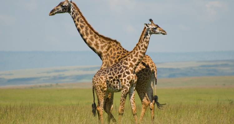 Zwei Giraffen stehen in einem Grasland.