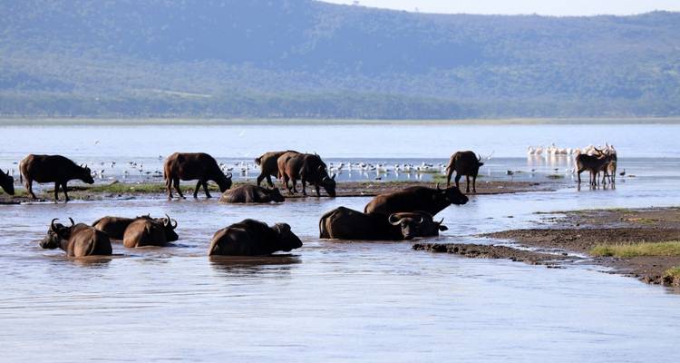 Büffel, die am Seeufer im Wasser baden.