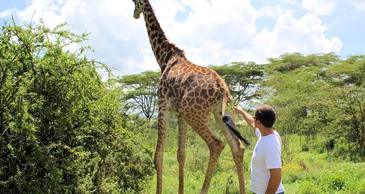 Person streichelt eine Giraffe in natürlicher Umgebung.