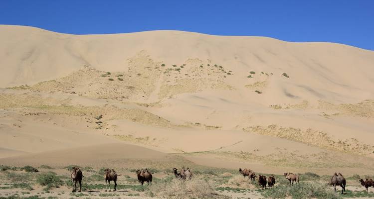 Kamelen in een woestijnlandschap met grote zandduinen en blauwe lucht.