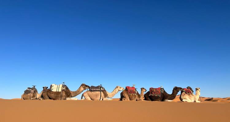 Rij kamelen rustend op zandduinen onder een heldere hemel.