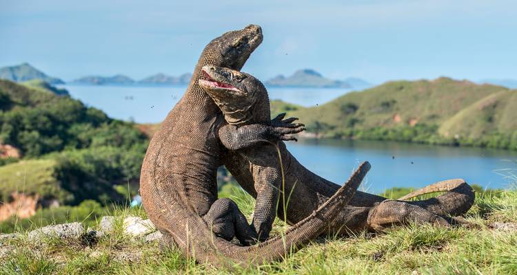 Two Komodo dragons in a grassy area with mountains and water in the background.