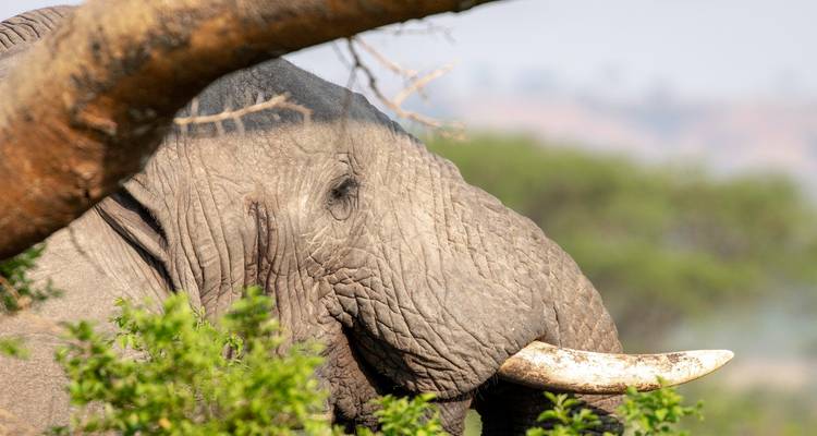 Close-up of an elephant among trees.