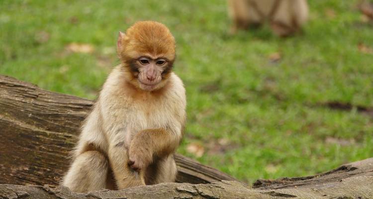 Jonge aap zittend op een boomstam.