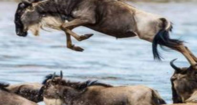 Gnus überqueren einen Fluss.