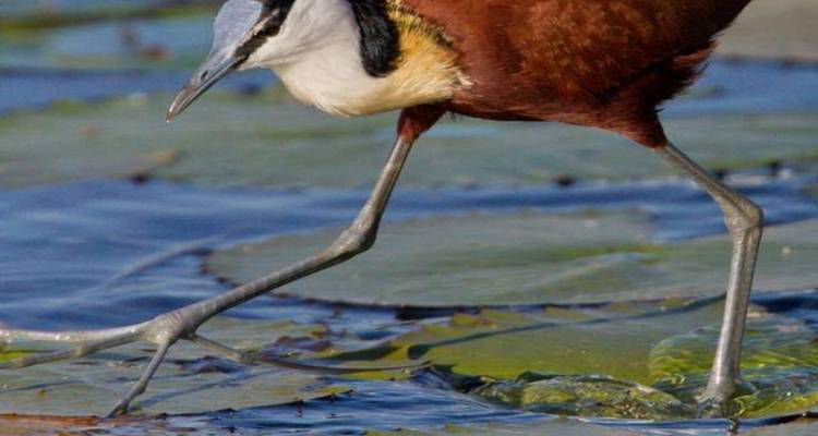 Nahaufnahme eines Vogels mit ausgestreckten Beinen, der auf Seerosen läuft.