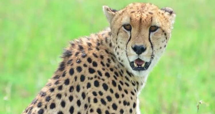 Nahaufnahme eines Geparden, der in einem grasbewachsenen Feld sitzt.