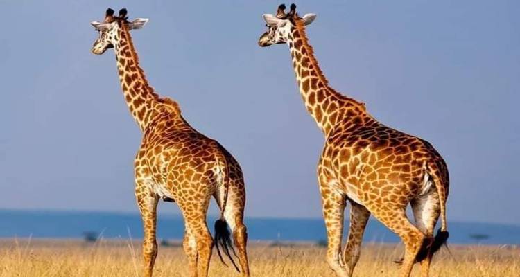 Zwei Giraffen gehen in einer grasbewachsenen Savanne.