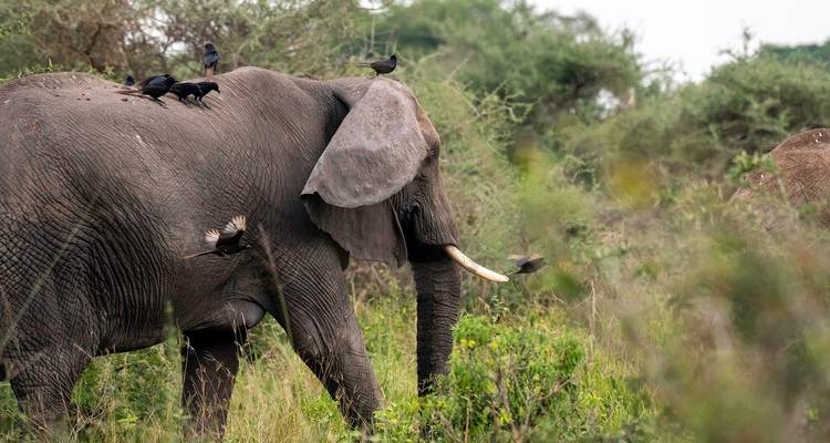Éléphant marchant avec des oiseaux perchés sur son dos dans une zone herbeuse.