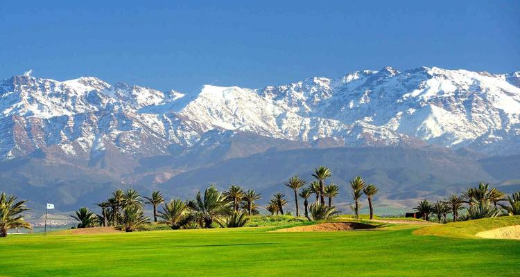 Palm trees with a snow-capped mountain backdrop.