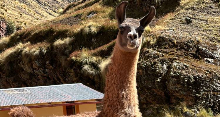 Un lama se tenant debout devant un bâtiment rustique dans un terrain montagneux.