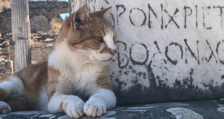 Chat se reposant près d'inscriptions antiques en pierre.